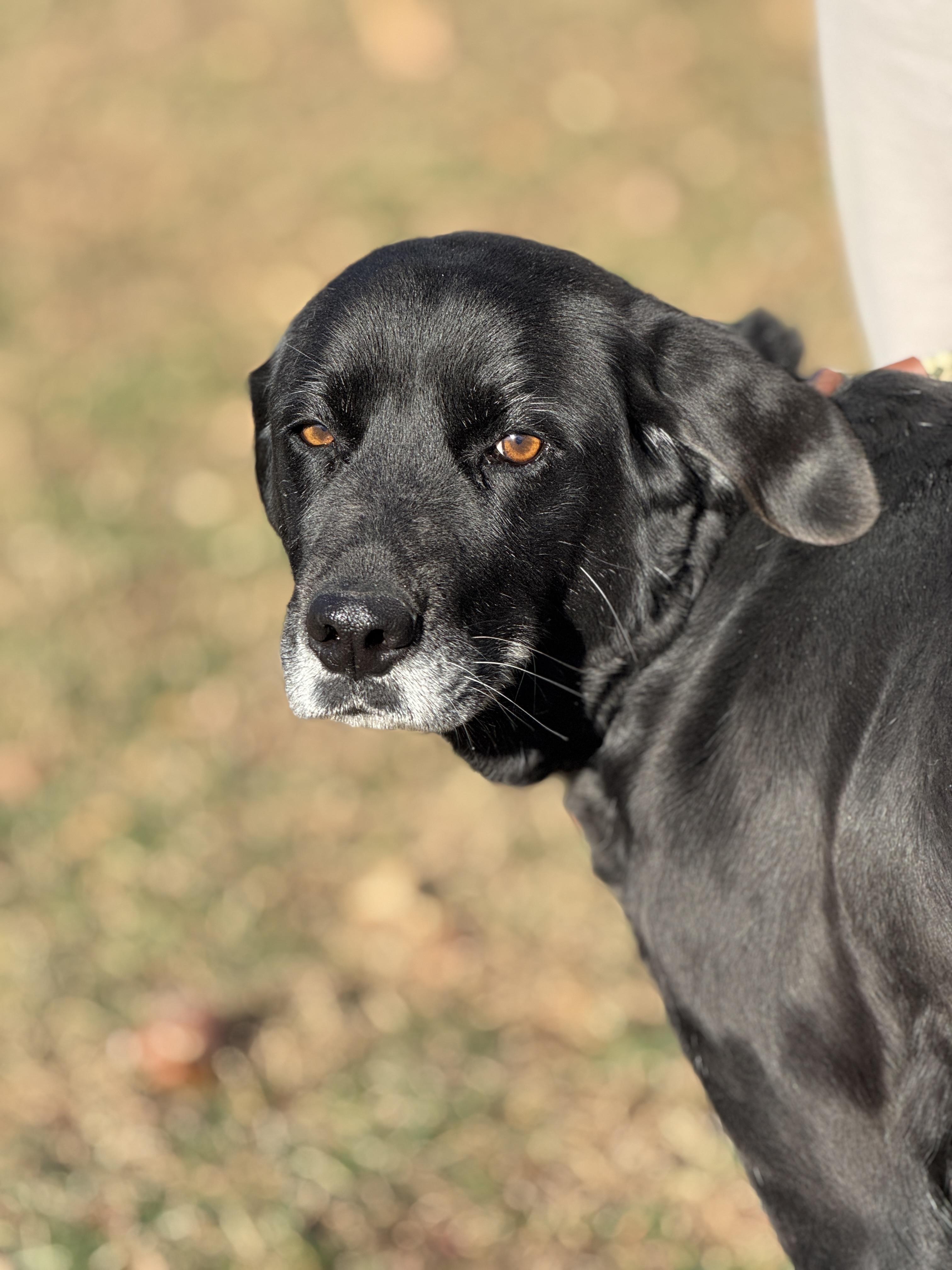 Starling thumbnail 3