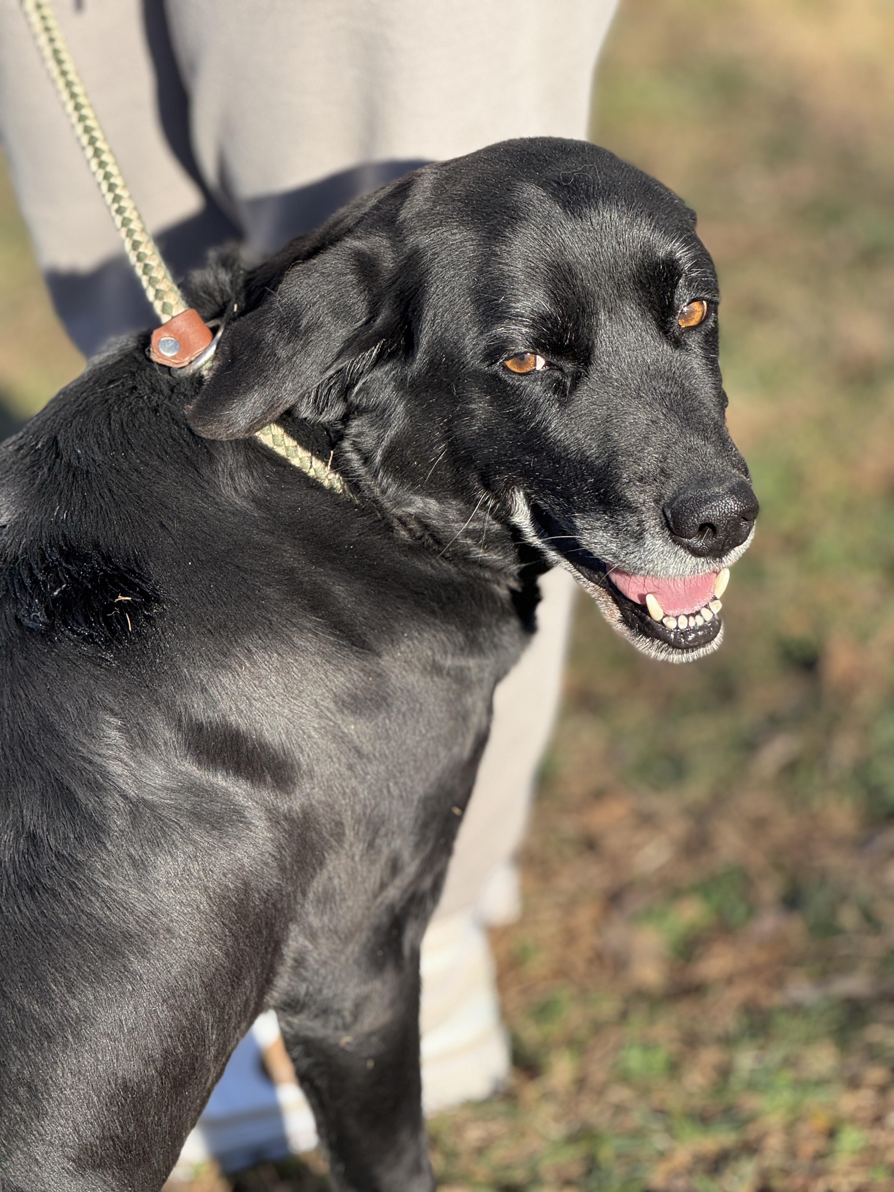 Enlarge Starling, an adopted mixed breed in Richmond, VA image 4/6