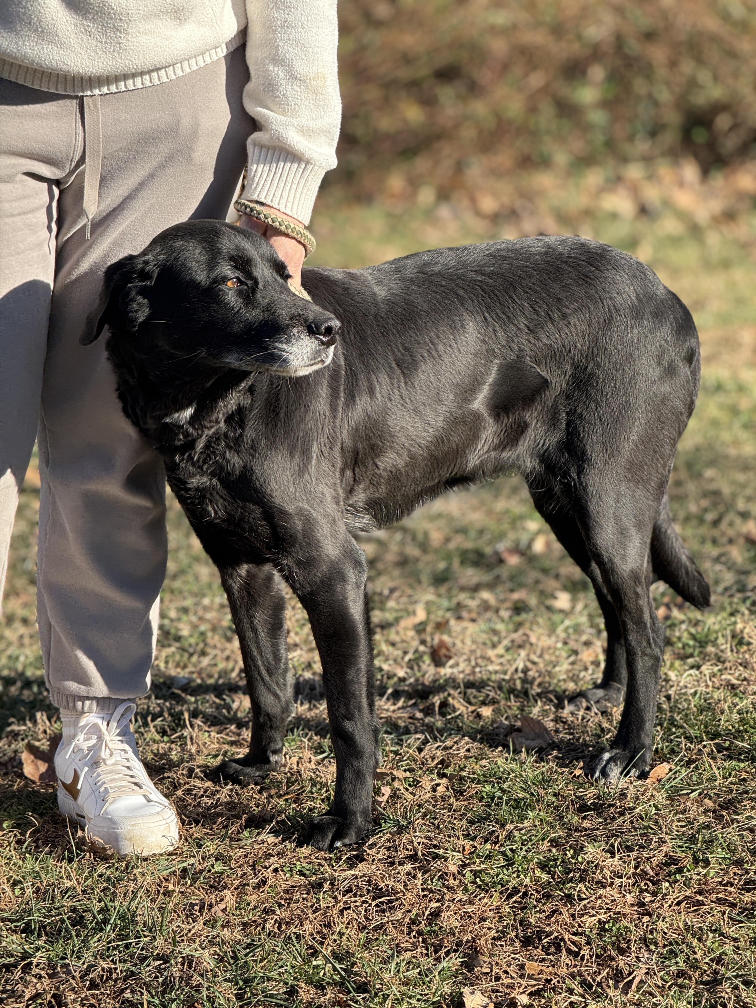 Starling thumbnail 5