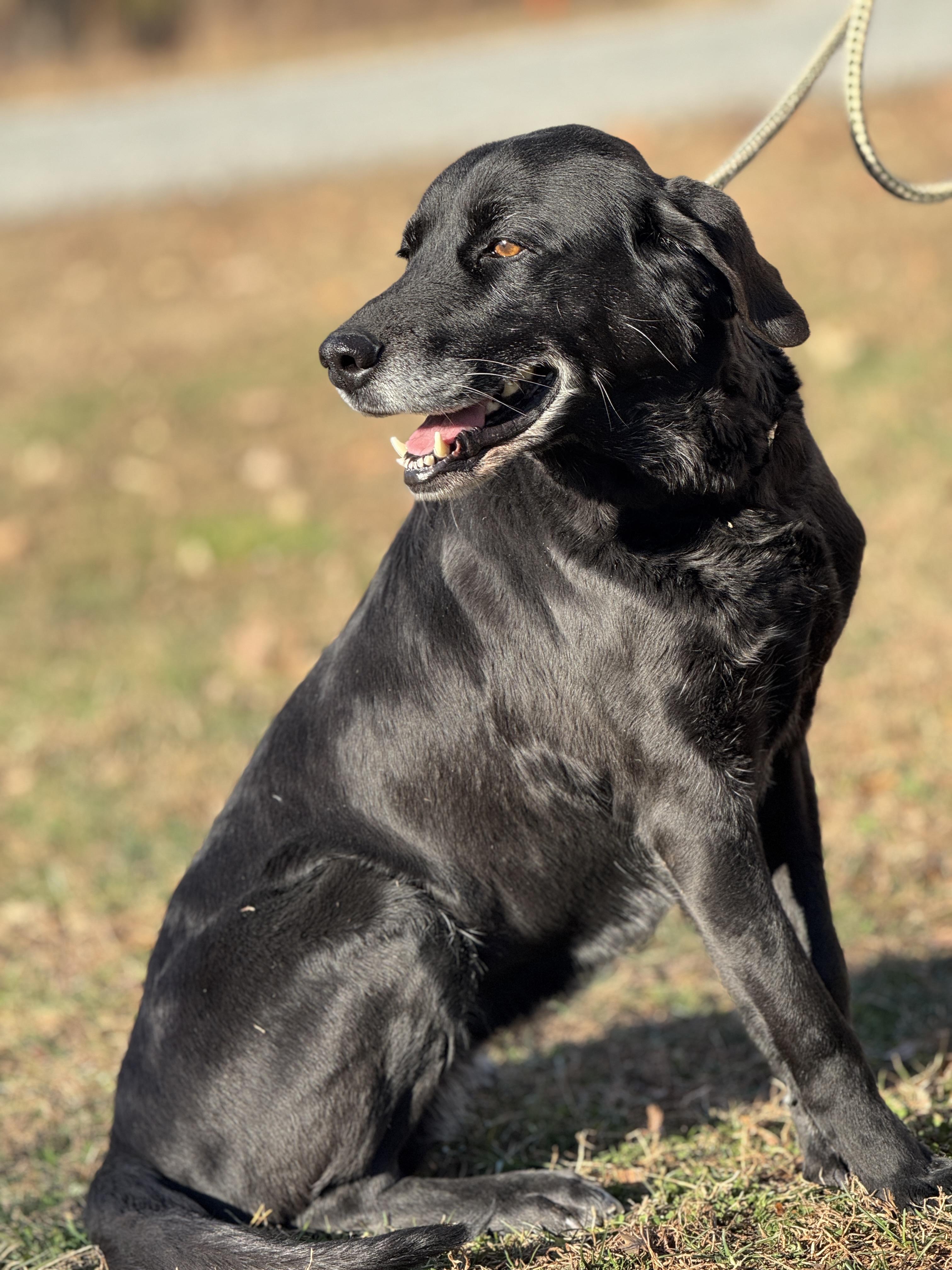 Enlarge Starling, an adopted mixed breed in Richmond, VA image 3/6