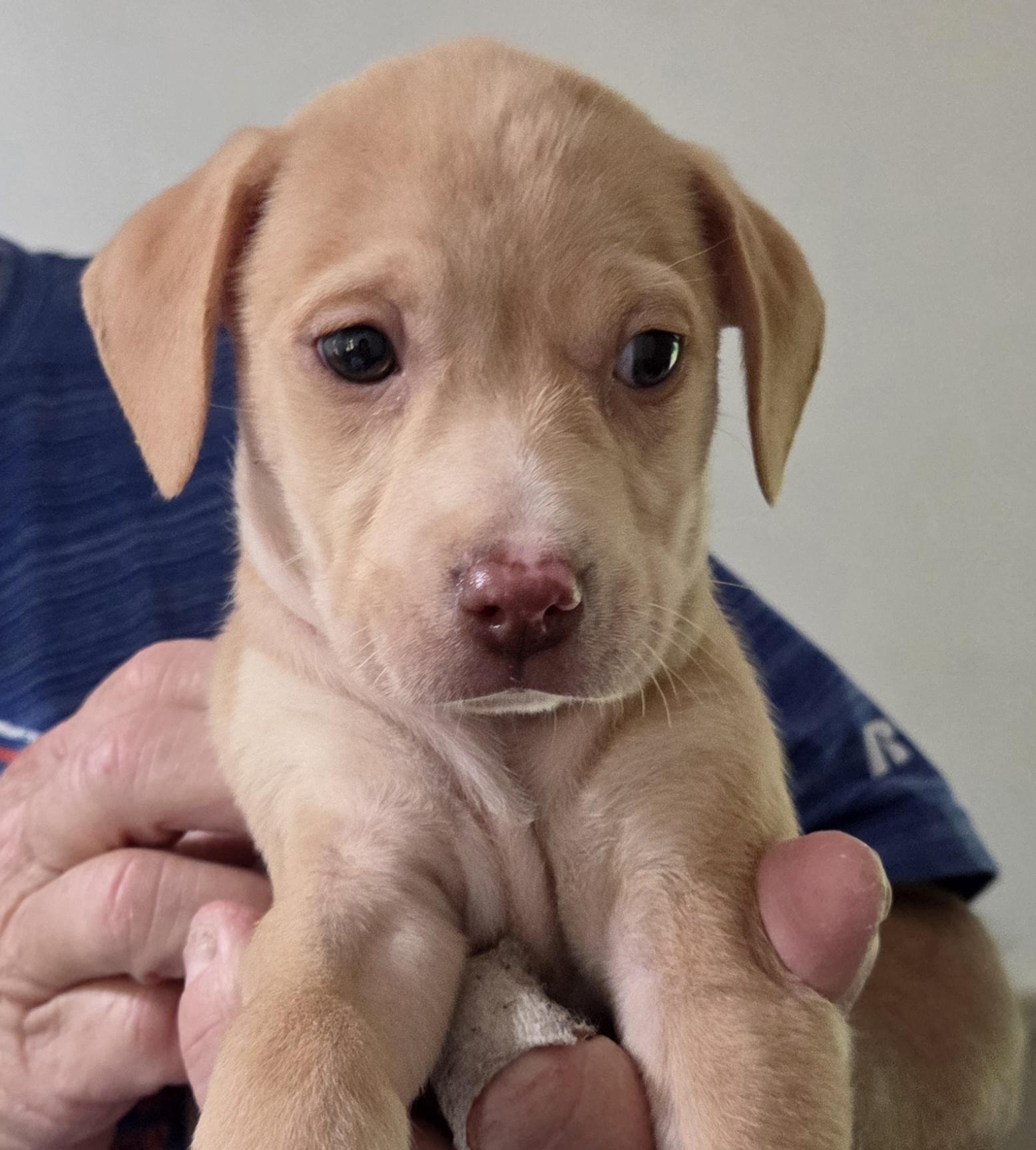 Enlarge Sunset, an adopted mixed breed in Gainesville, FL image 1/1