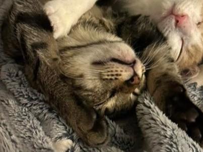 Enlarge SULLY, a Adoptable Domestic Short Hair in Palo Alto, CA image 1/1