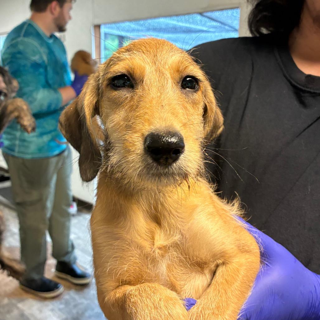 Hamburger, Adoptable, Puppy Female Poodle & Mixed Breed.