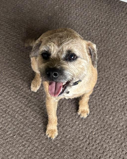 Maverick, adopted, Adult Male Border Terrier.