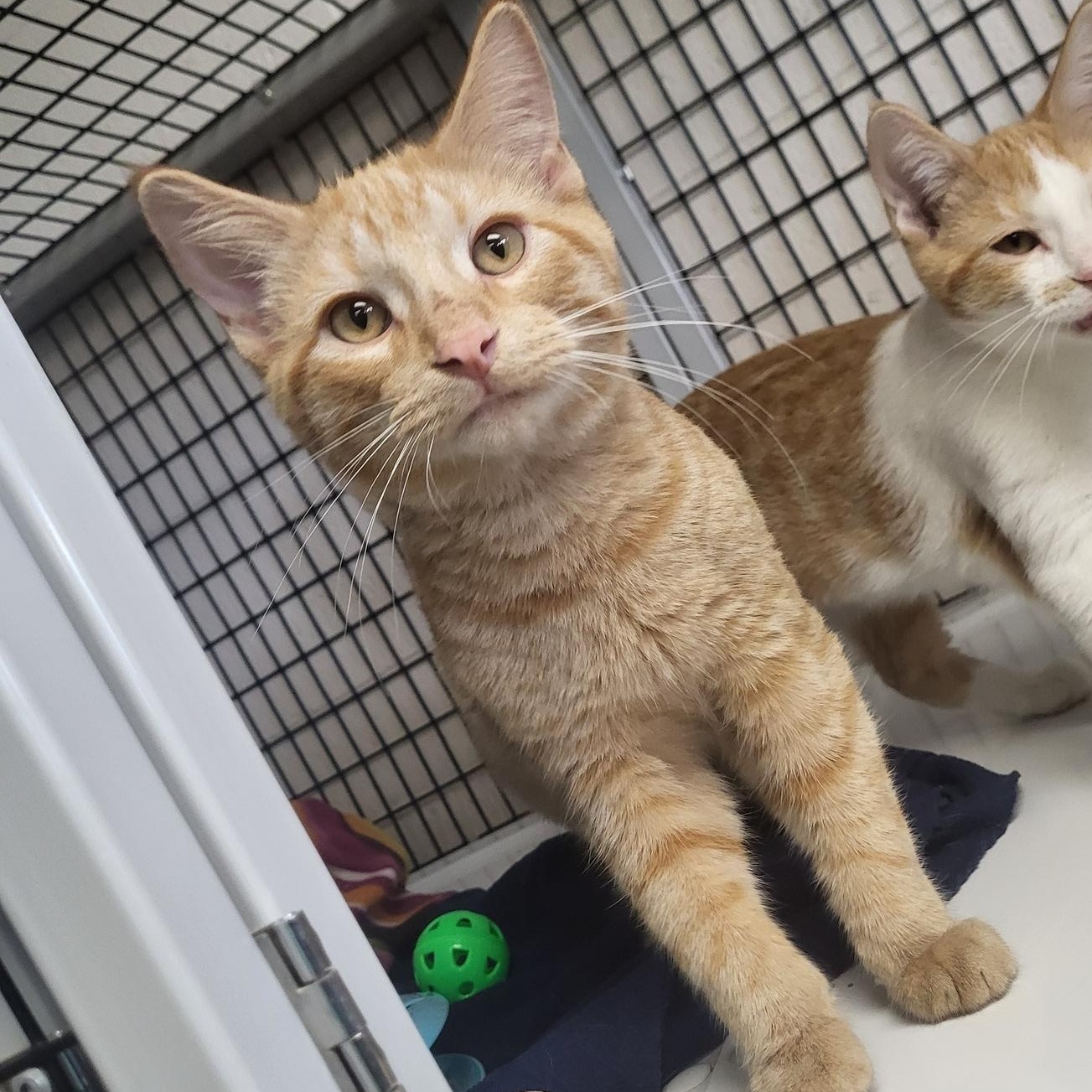 Crinkle, a Adoptable Domestic Short Hair in Chilton, WI image 5/5