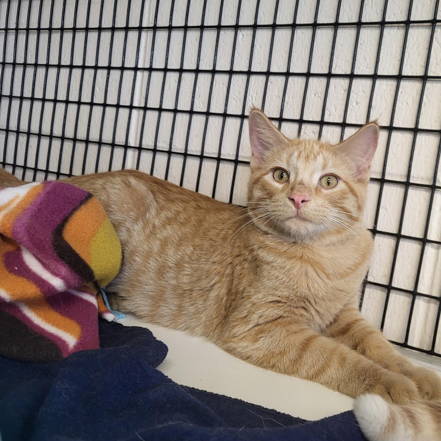 Crinkle, a Adoptable Domestic Short Hair in Chilton, WI image 2/5