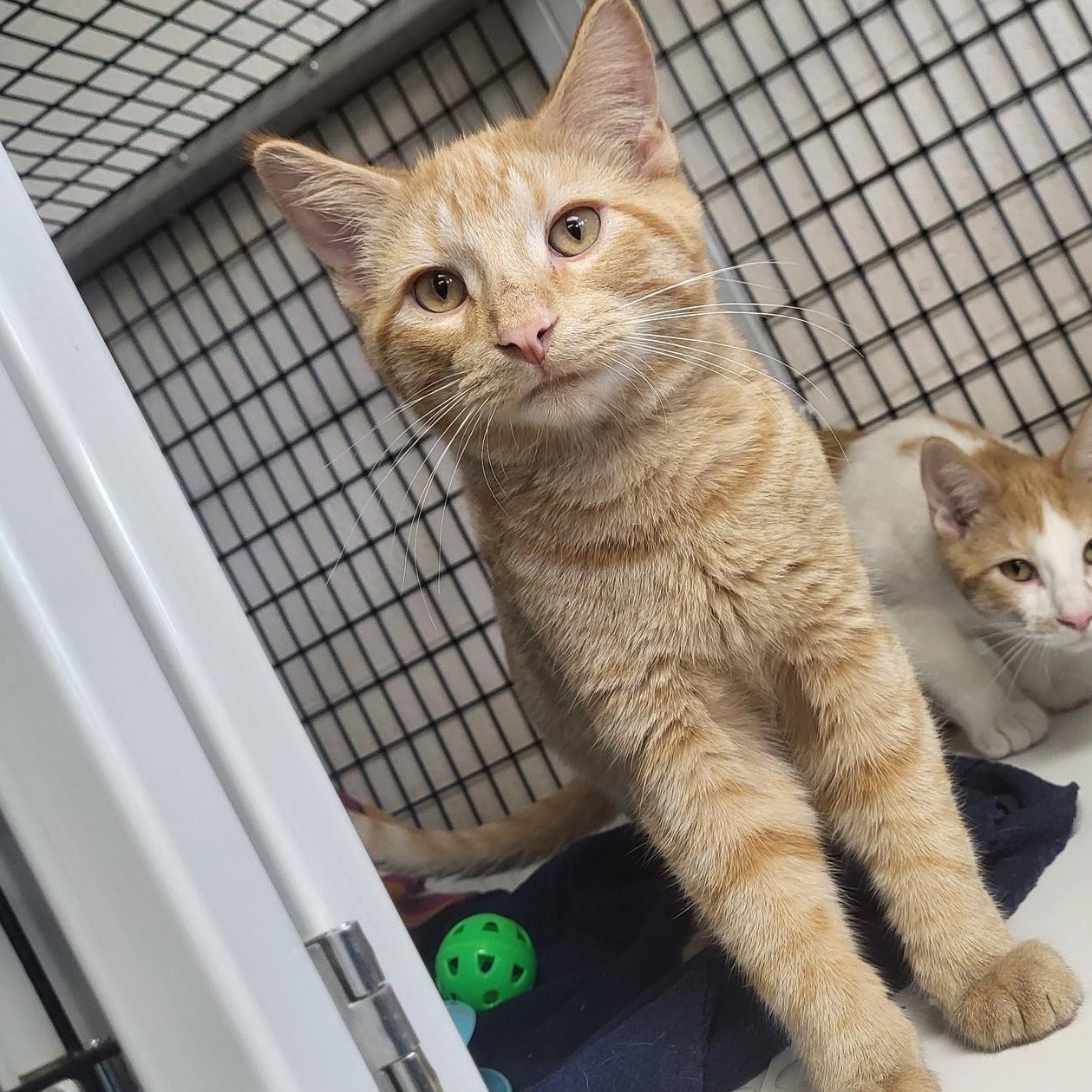 Crinkle, a Adoptable Domestic Short Hair in Chilton, WI image 4/5