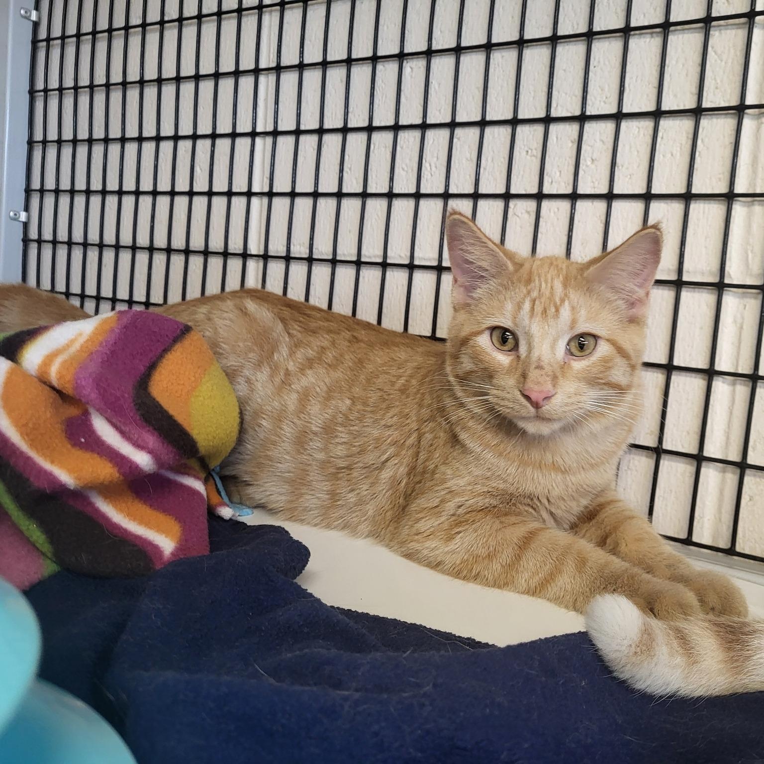 Crinkle, a Adoptable Domestic Short Hair in Chilton, WI image 3/5