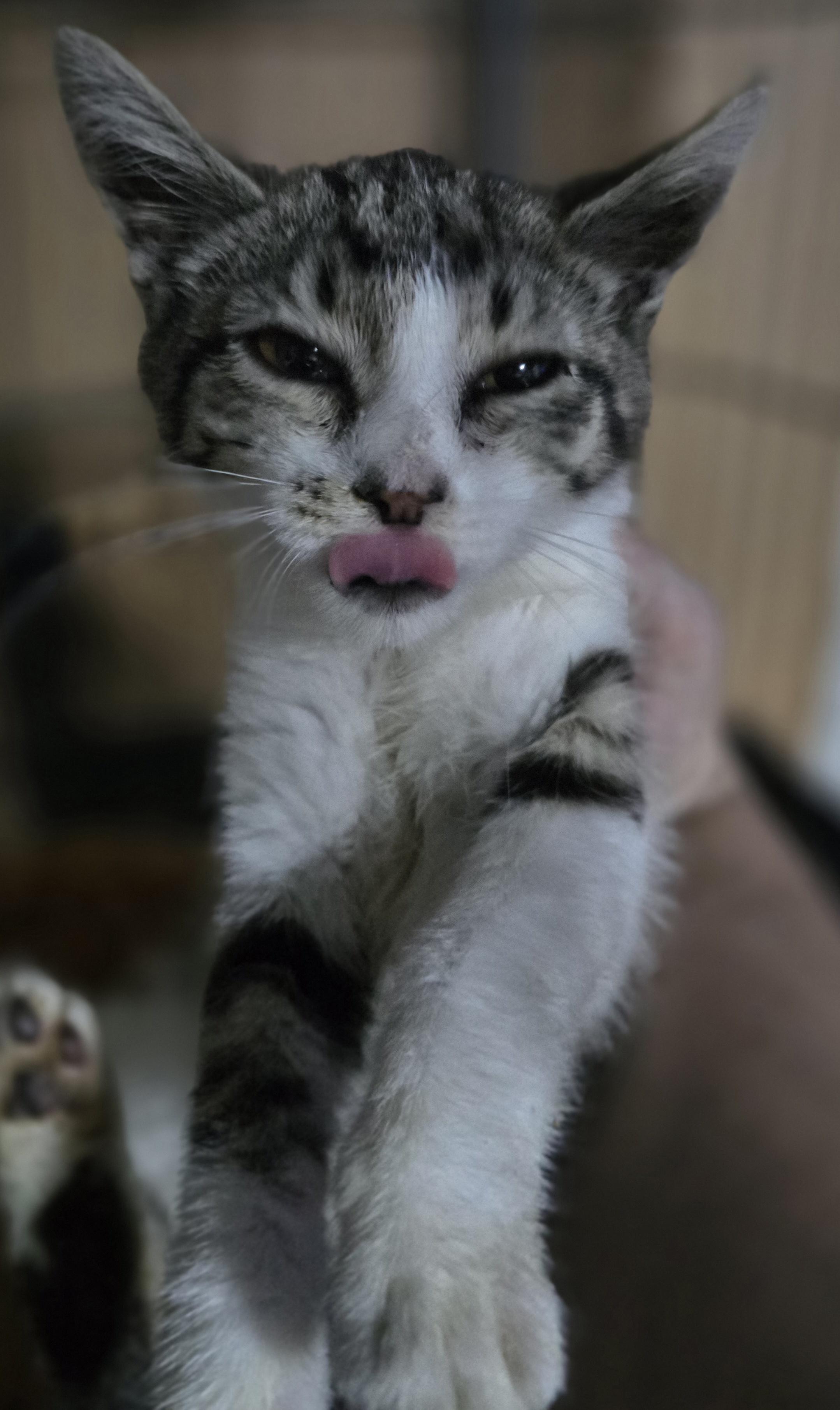 Yoshi