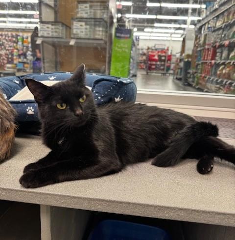 Black Pearl, an adopted Domestic Short Hair in Hutchinson, MN image 1/5