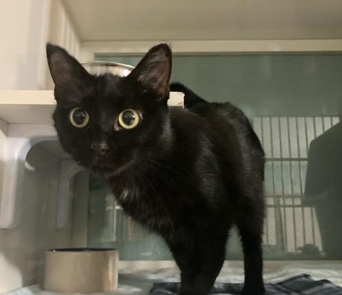 Black Pearl, an adopted Domestic Short Hair in Hutchinson, MN image 2/5