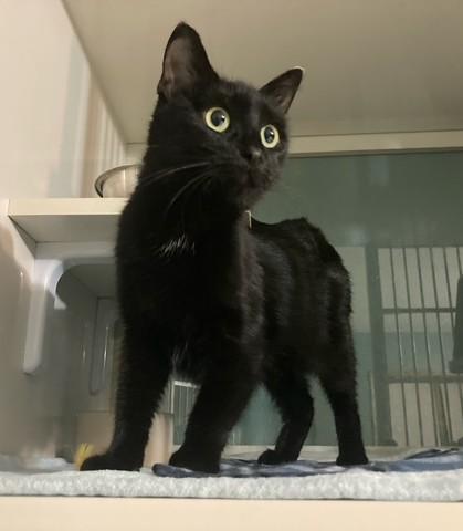 Black Pearl, an adopted Domestic Short Hair in Hutchinson, MN image 3/5