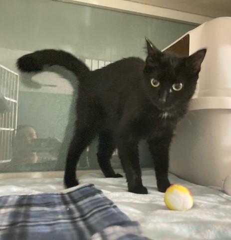 Black Pearl, an adopted Domestic Short Hair in Hutchinson, MN image 4/5