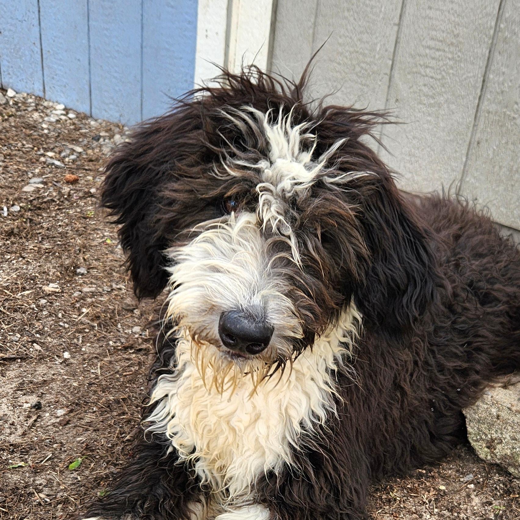 Enlarge Sailor, an adopted Sheepadoodle in Liberty Center, OH image 1/6