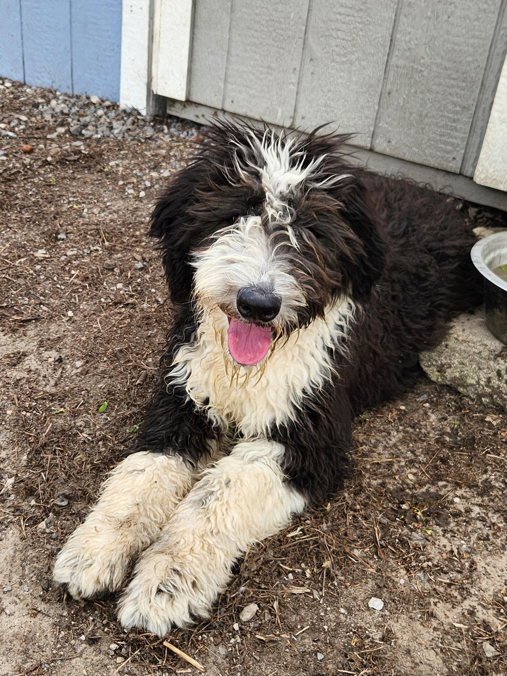 Enlarge Sailor, an adopted Sheepadoodle in Liberty Center, OH image 6/6