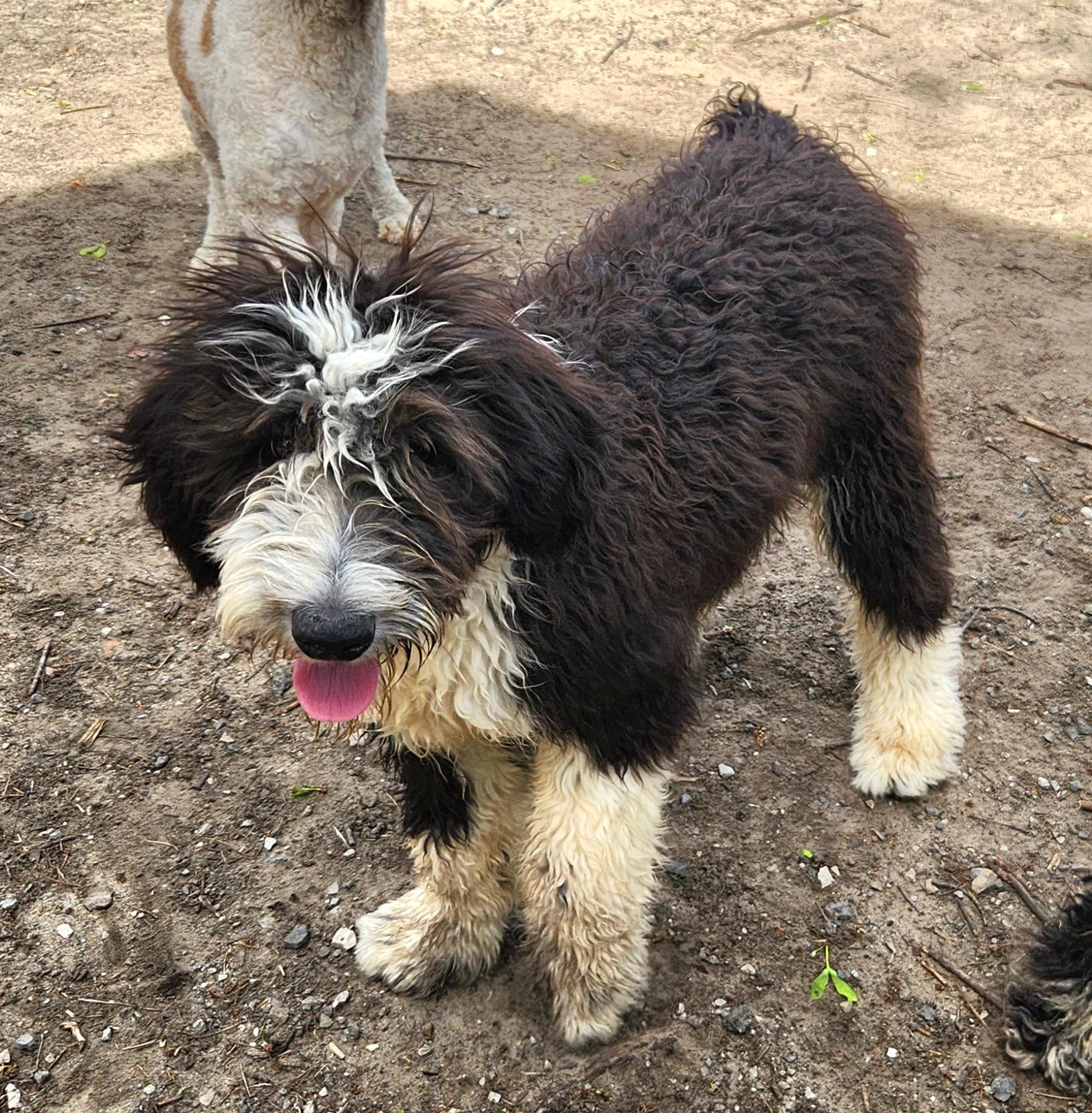 Enlarge Sailor, an adopted Sheepadoodle in Liberty Center, OH image 3/6