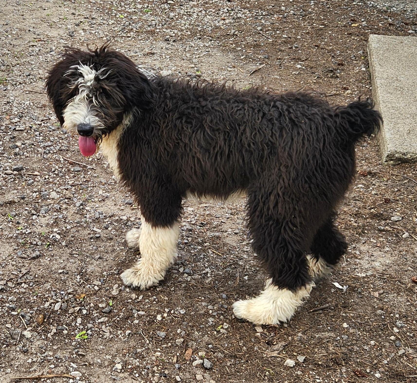 Enlarge Sailor, an adopted Sheepadoodle in Liberty Center, OH image 2/6