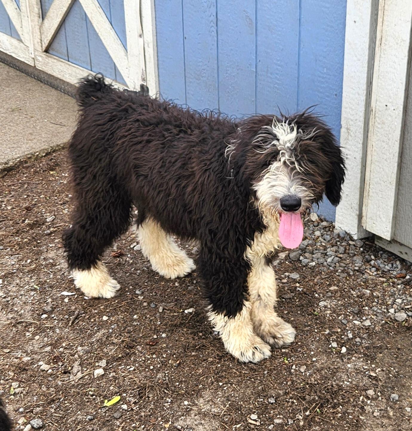 Enlarge Sailor, an adopted Sheepadoodle in Liberty Center, OH image 4/6