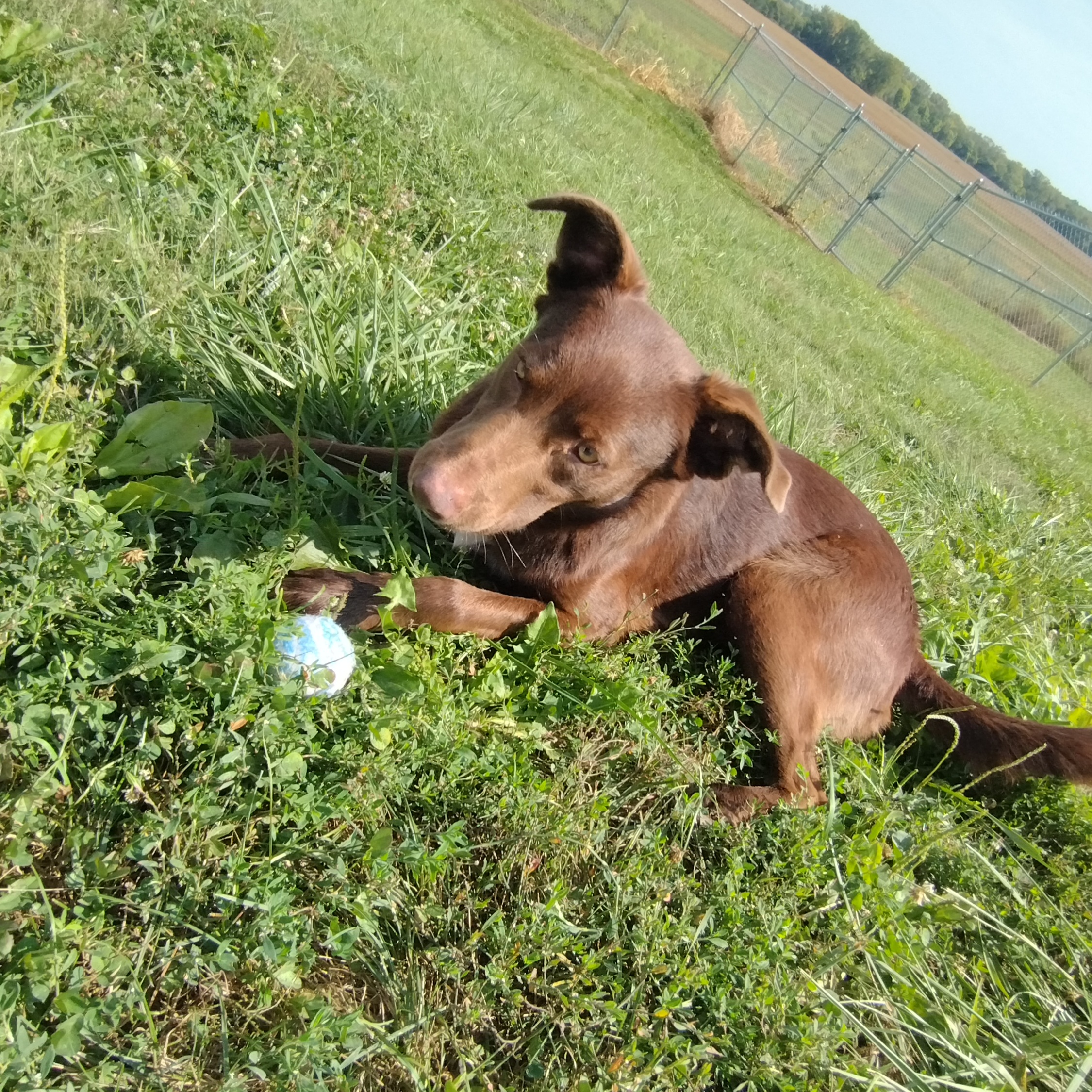 Knucks, a Adoptable mixed breed in Petersburg, IL image 4/6