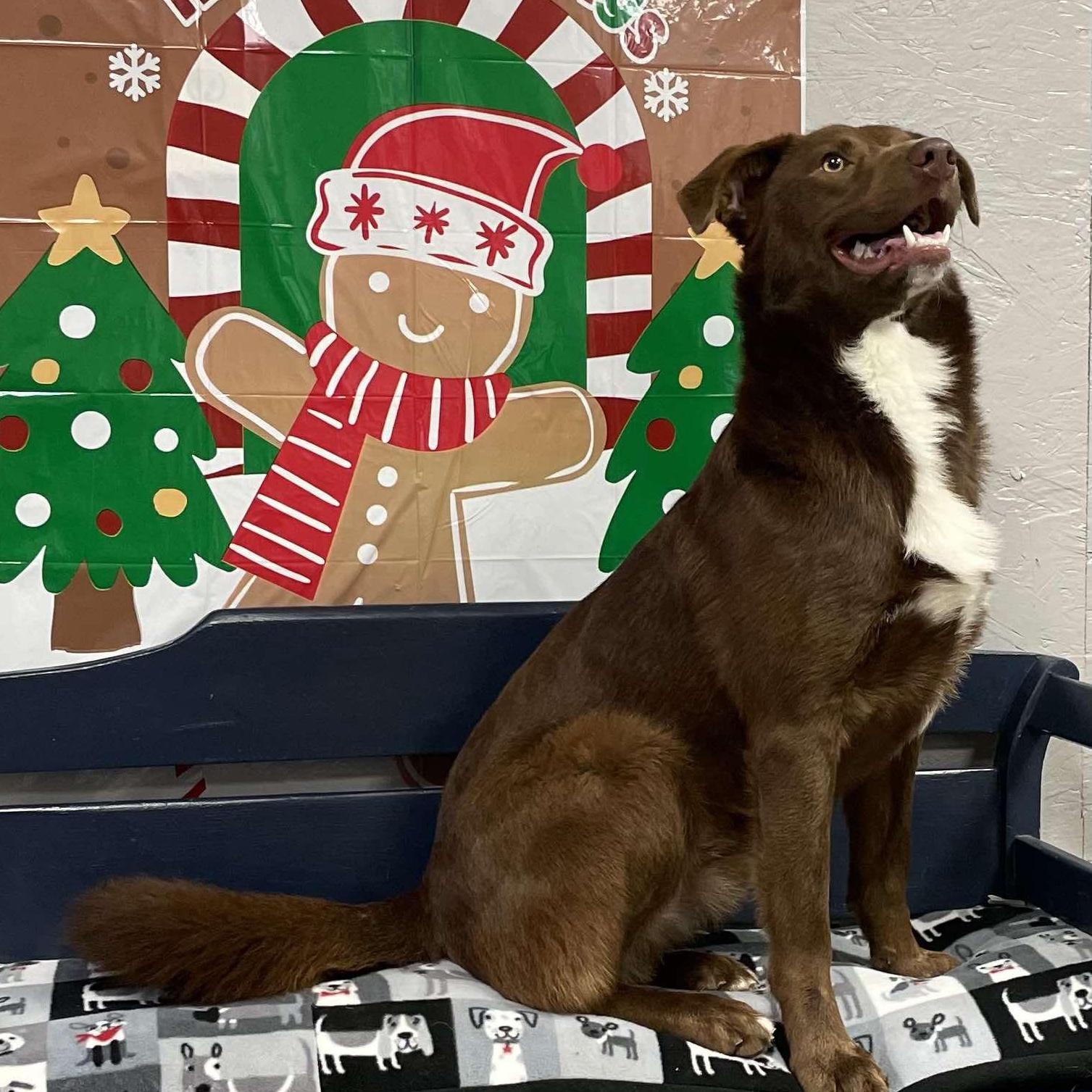 Knucks, an adoptable Australian Shepherd in Petersburg, IL, 62675 | Photo Image 3