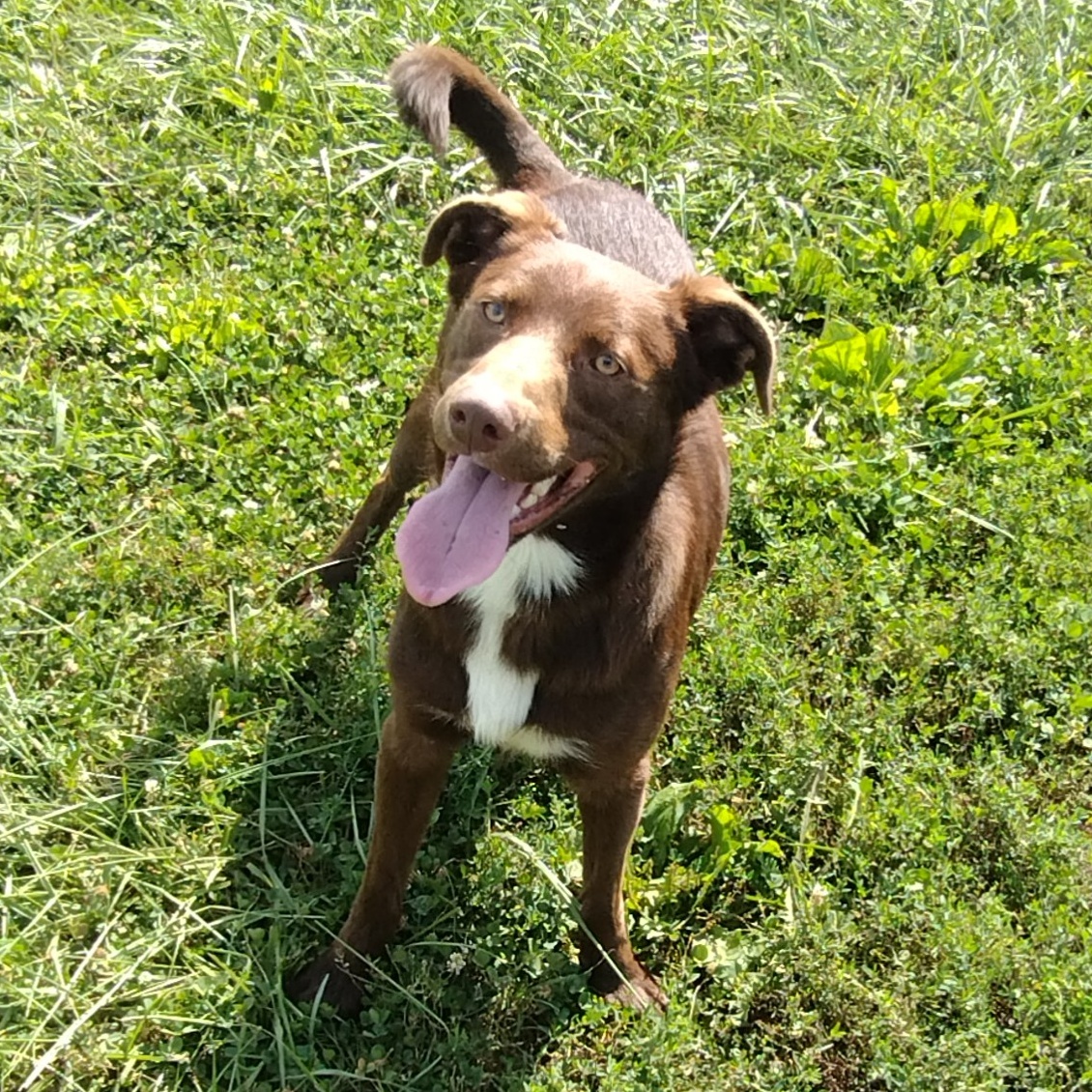 Knucks, an adoptable Australian Shepherd in Petersburg, IL, 62675 | Photo Image 1