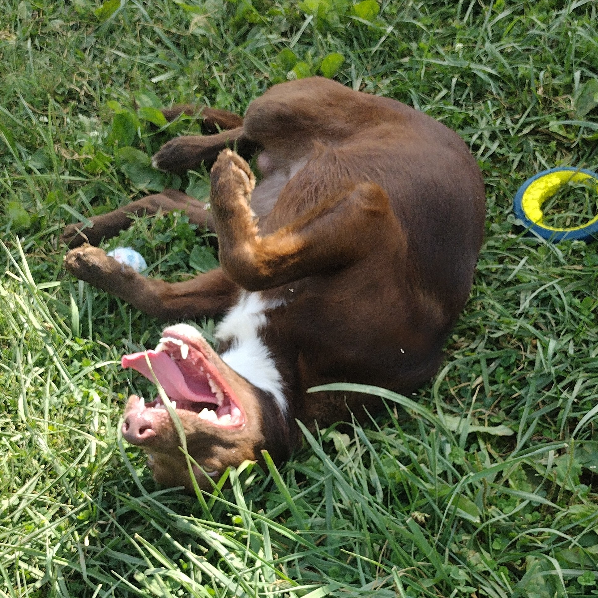 Knucks, Adoptable, Young Male Australian Shepherd.