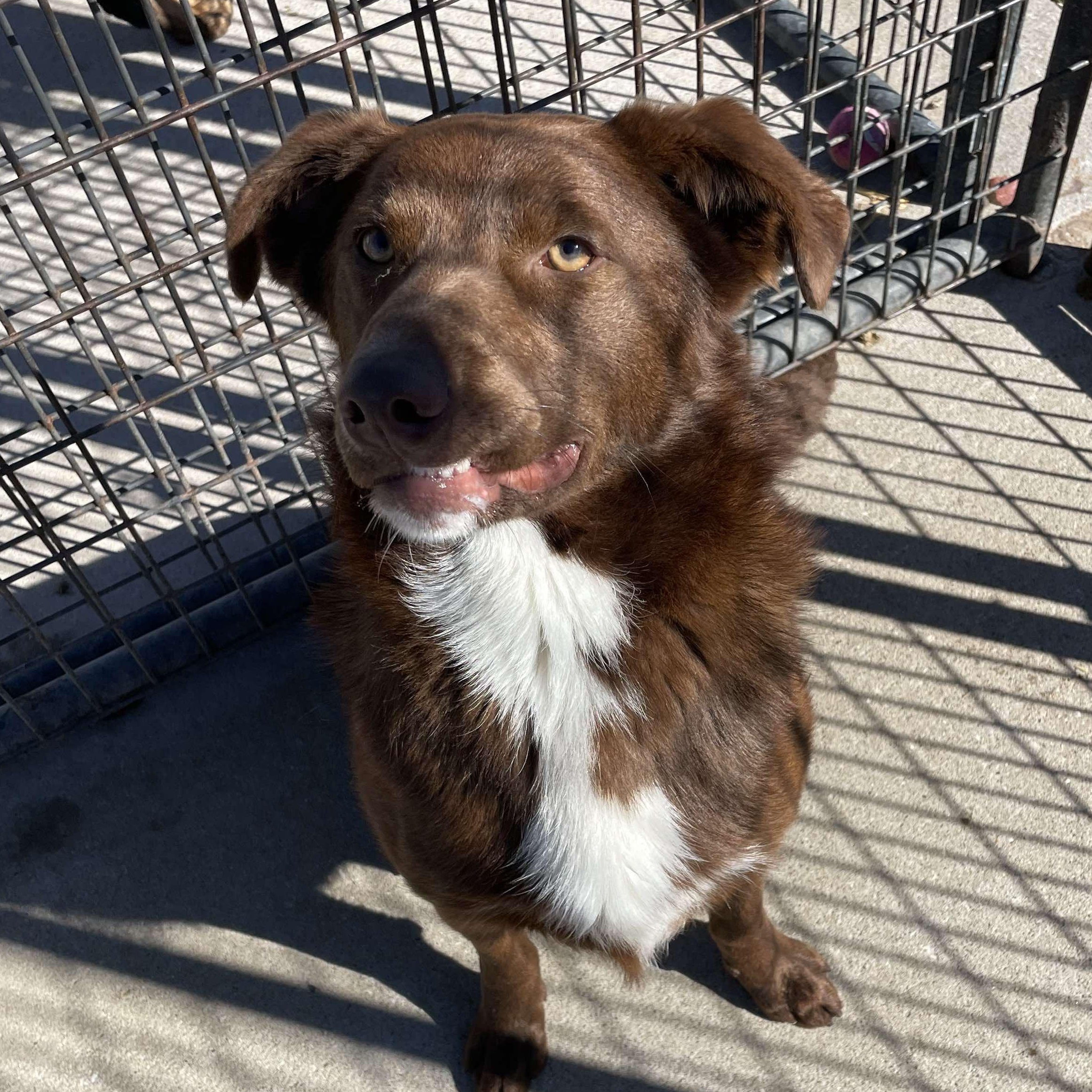 Knucks, an adoptable Australian Shepherd in Petersburg, IL, 62675 | Photo Image 2