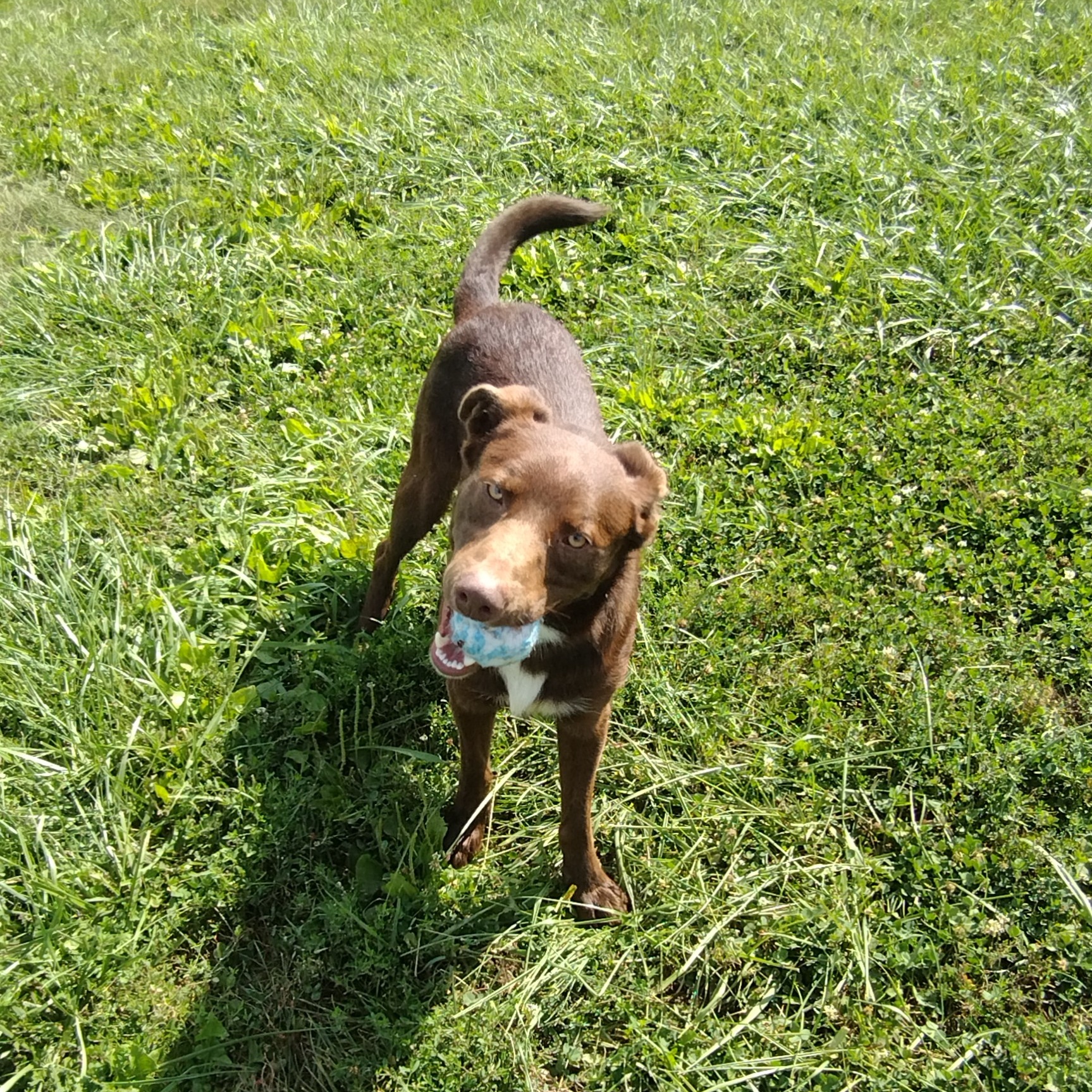 Knucks, an adoptable Australian Shepherd in Petersburg, IL, 62675 | Photo Image 6
