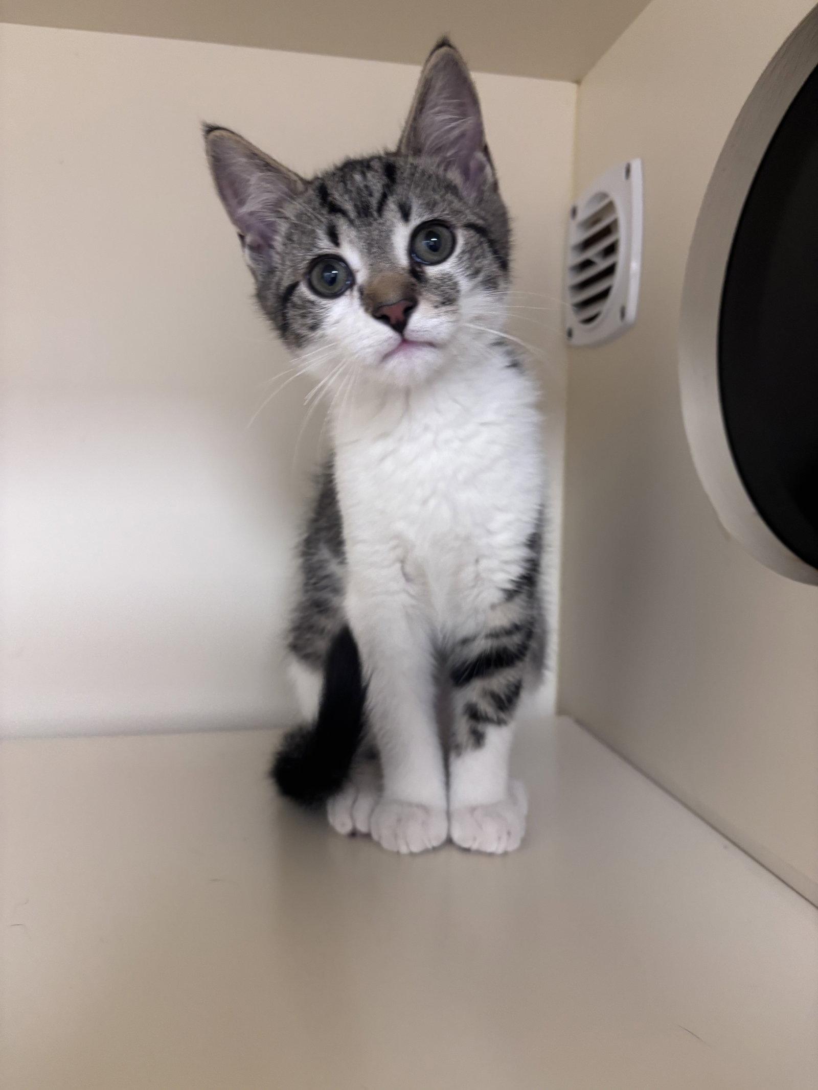 Enlarge Hazey, a Adoptable Domestic Short Hair in Lancaster, PA image 1/1