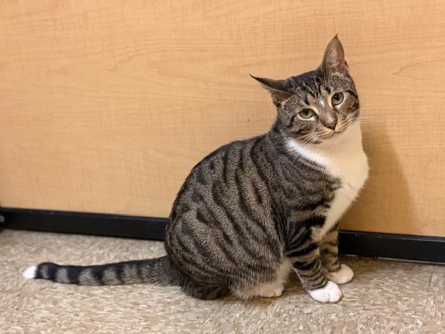 MELINDA. #2098, an adopted Tabby in Waldorf, MD image 5/5