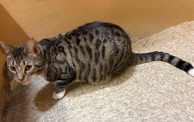 MELINDA. #2098, an adopted Tabby in Waldorf, MD image 3/5