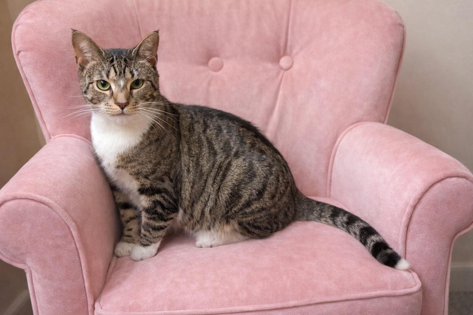 MELINDA. #2098, an adopted Tabby in Waldorf, MD image 2/5