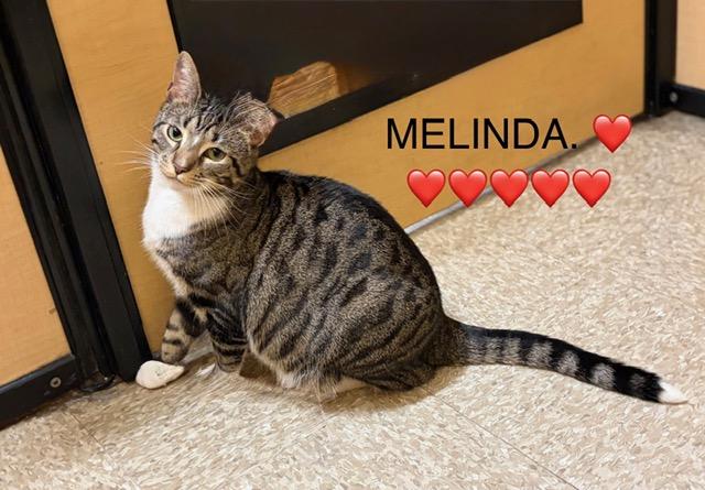 MELINDA. #2098, an adopted Tabby in Waldorf, MD image 1/5