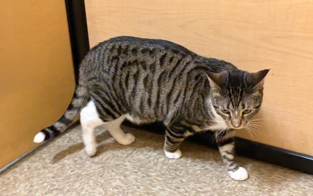 MELINDA. #2098, an adopted Tabby in Waldorf, MD image 4/5