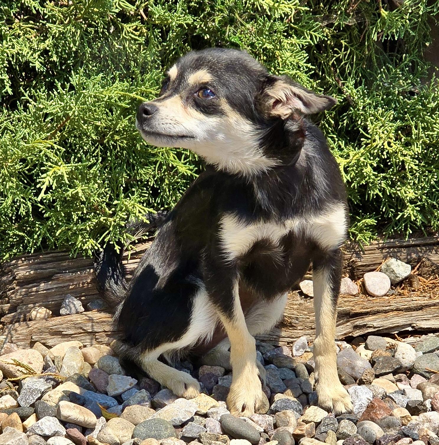 Enlarge Funny Lil Ms Farkle - Wee 4 lb Chi, a Adoptable Chihuahua in Albuquerque, NM image 1/1