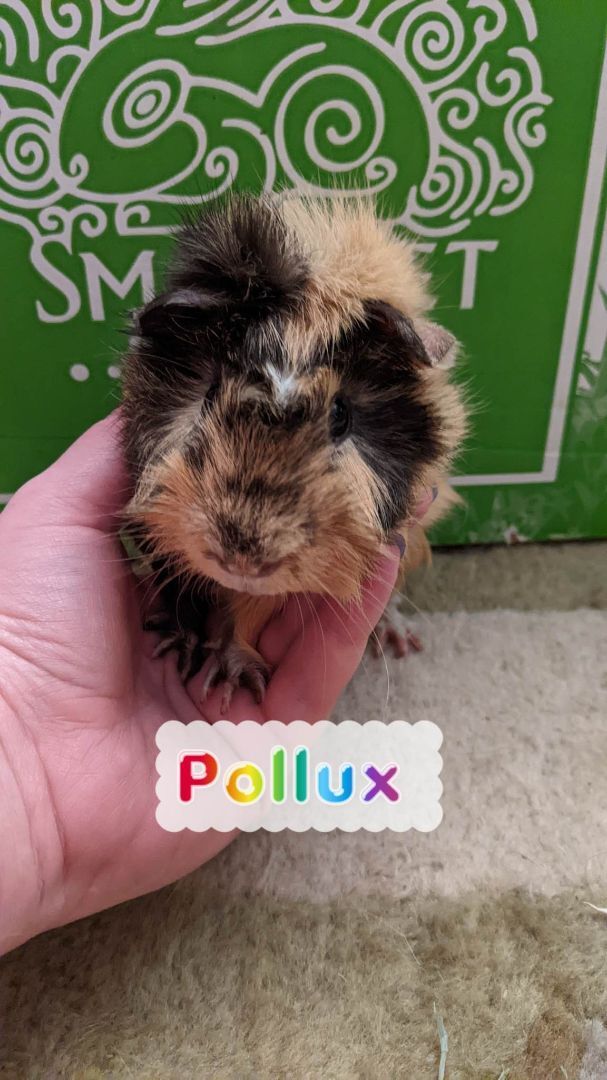 Castor, Pollux and Auggie