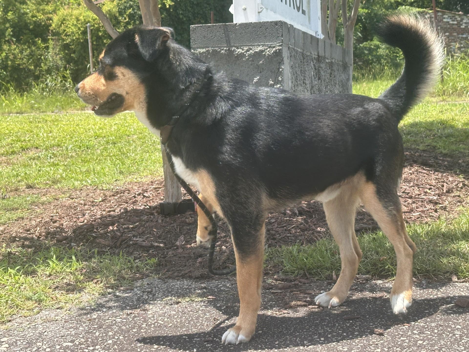 Enlarge Spud, a ADOPTABLE mixed breed in Orangeburg, SC image 2/2