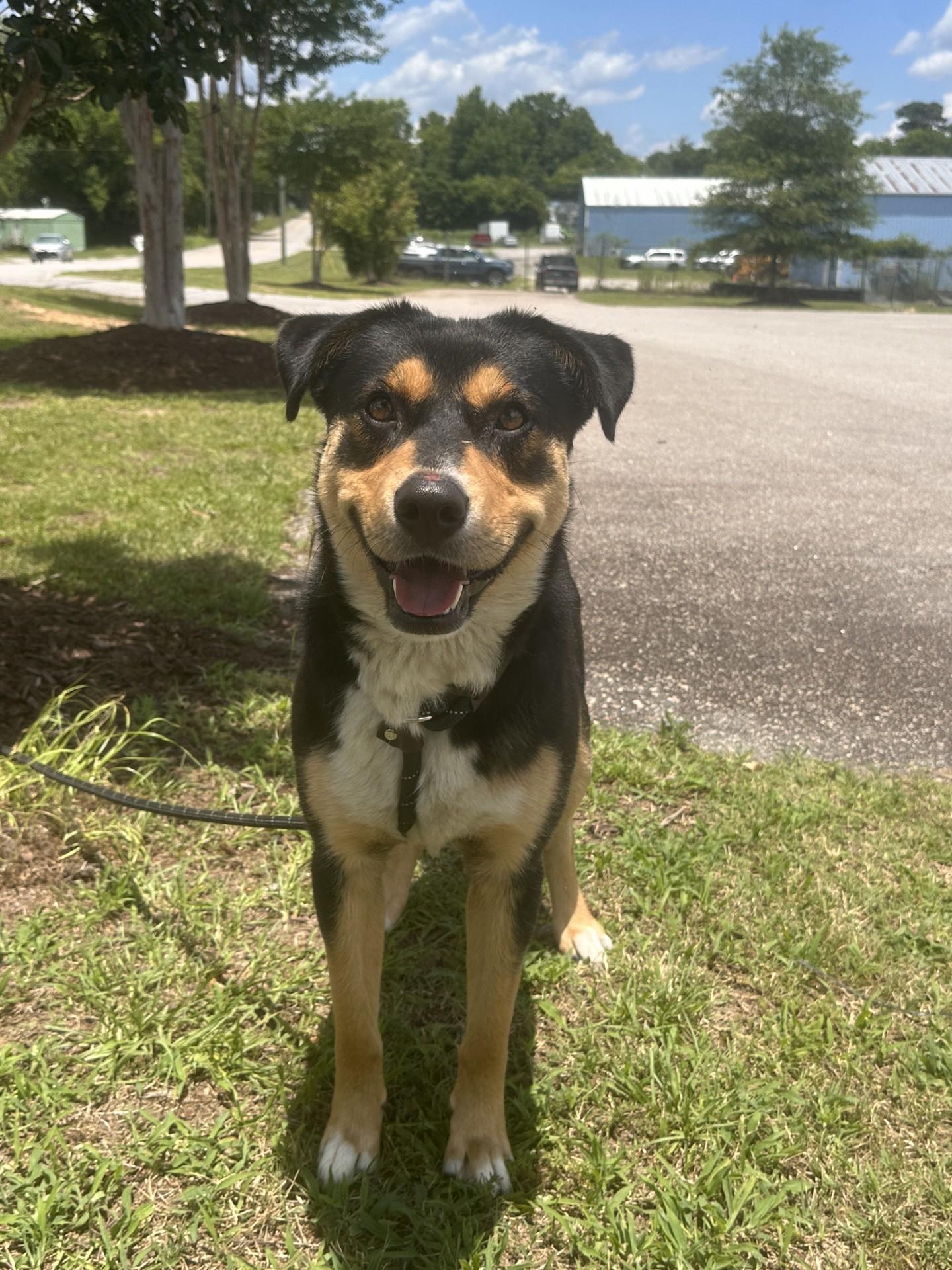 Spud, ADOPTABLE, Adult Male Rottweiler & Labrador Retriever.