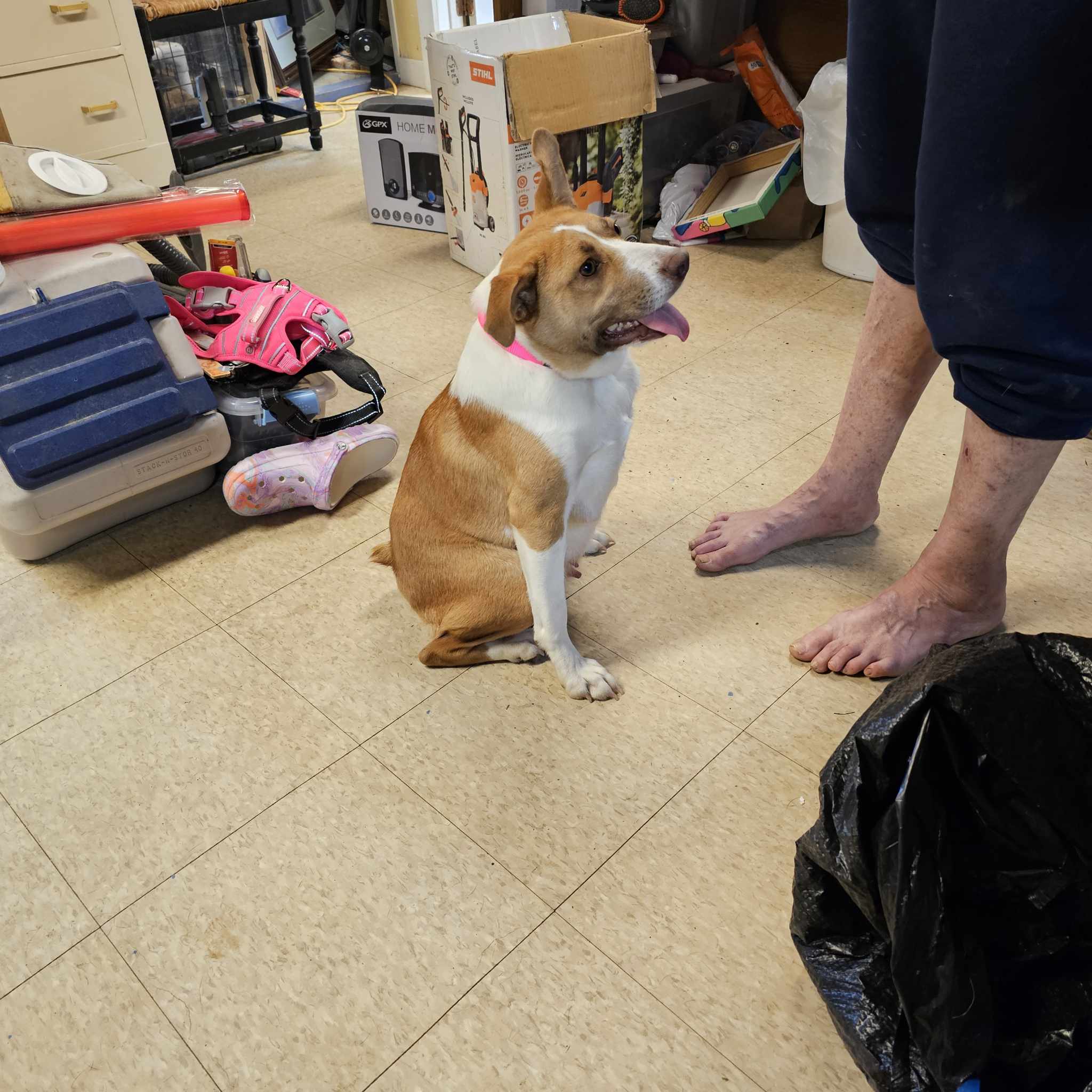 Dixie, Adopted, Young Female French Bulldog.