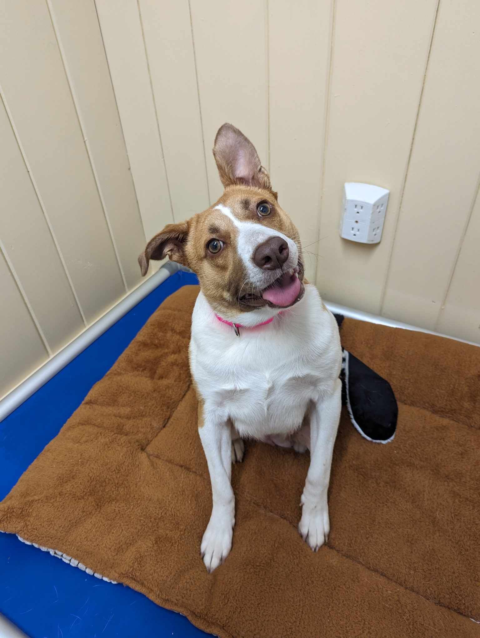 Dixie, a Adopted French Bulldog in Claremont, NH image 2/2