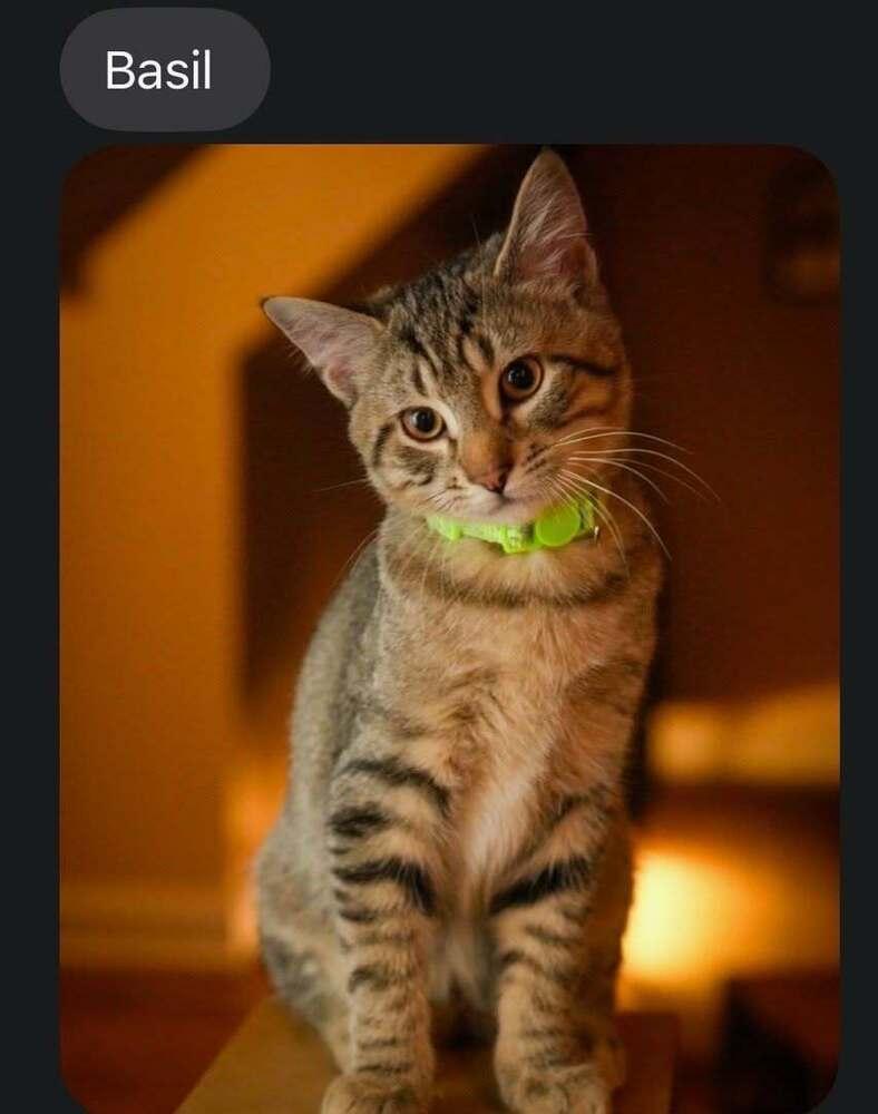 Enlarge Basil, a Adoptable Domestic Short Hair in Lewisburg, PA image 1/1