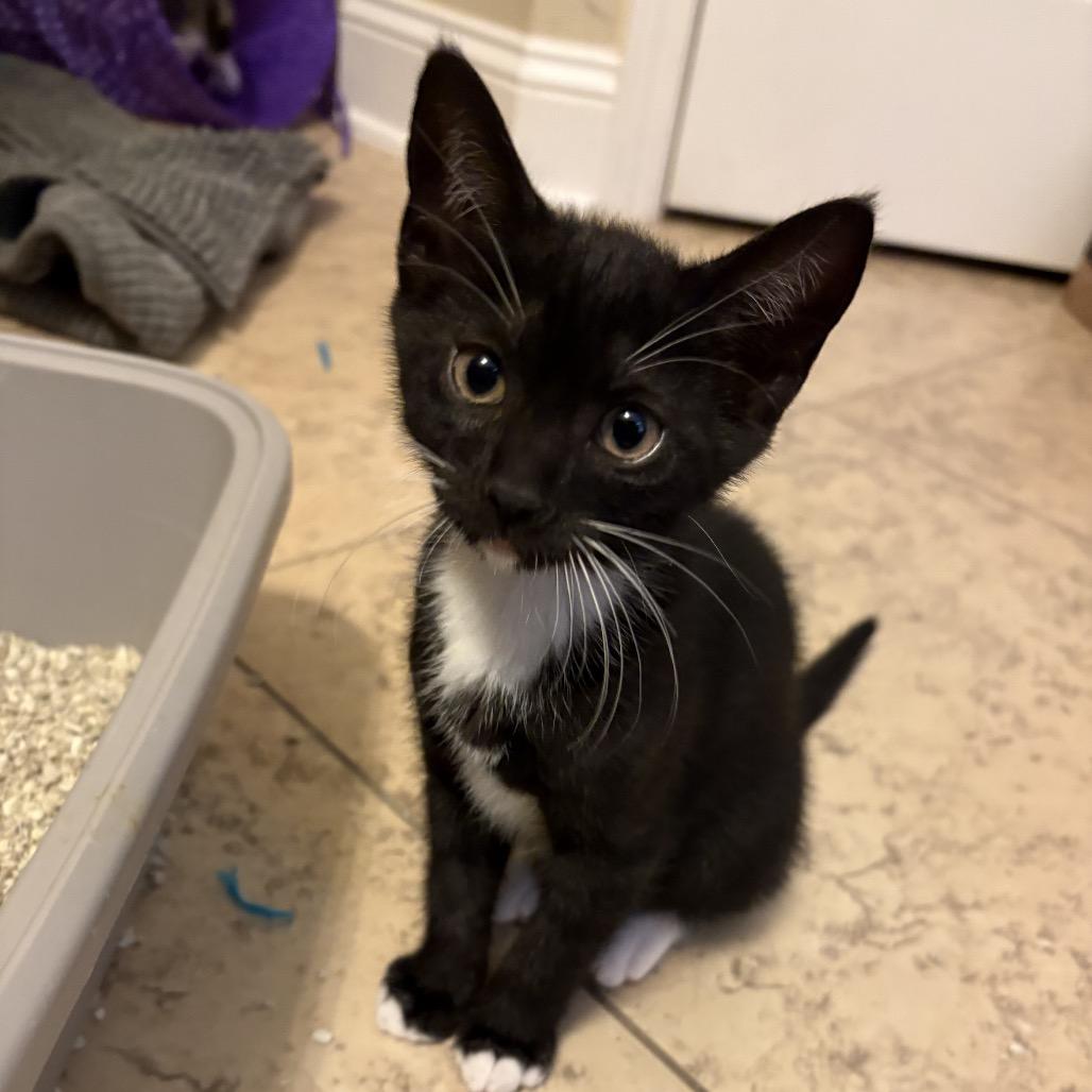 Julietta, a Adoptable Domestic Short Hair in Ponte Vedra Beach, FL image 1/2