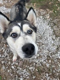 Bandit! Happy huskaroo!, a Adoptable Husky in RUSSIAVILLE, IN image 3/4