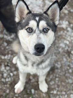 Bandit! Happy huskaroo!, a Adoptable Husky in RUSSIAVILLE, IN image 1/4