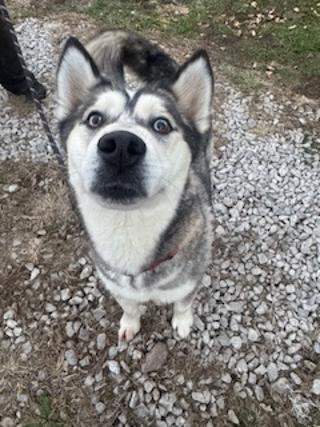 Bandit! Happy huskaroo!, a Adoptable Husky in RUSSIAVILLE, IN image 2/4
