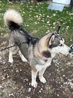 Bandit! Happy huskaroo! — thumbnail 4