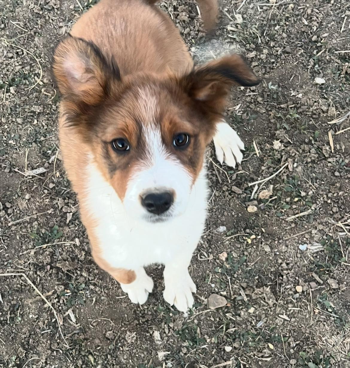 Calamity Jane, Adoptable, Puppy Female Australian Shepherd.