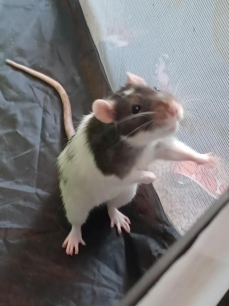 Fire Cracker, Cherry Bomb, Sparkler (Rat Trio), a ADOPTABLE Rat in FRANKTON, IN image 4/6