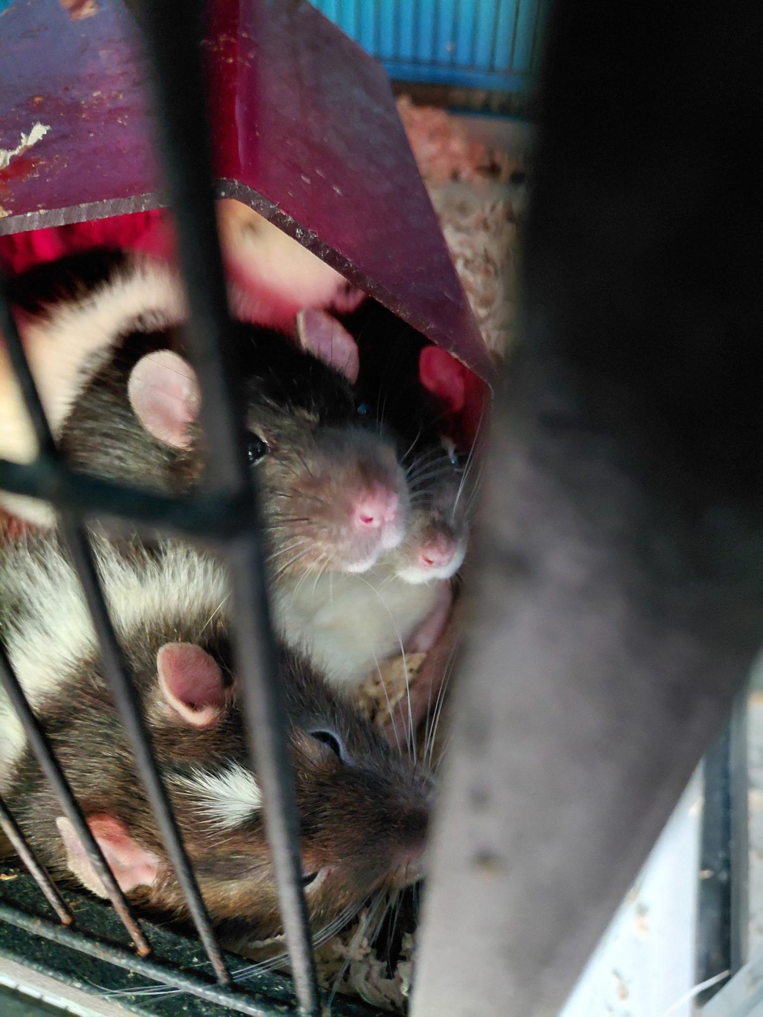 Fire Cracker, Cherry Bomb, Sparkler (Rat Trio), a ADOPTABLE Rat in FRANKTON, IN image 3/6
