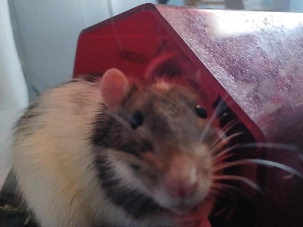 Fire Cracker, Cherry Bomb, Sparkler (Rat Trio), a ADOPTABLE Rat in FRANKTON, IN image 5/6